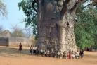 <p>Дървото в Южна Африка, което е на възраст над 2000 години известно като The Tree of Life (Дървото на живота)</p>